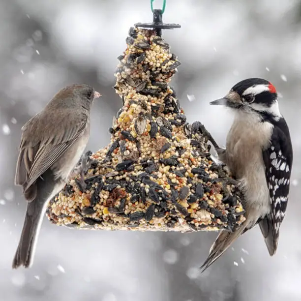 a dark eyed junco and a downy woodpecker on a seed bell