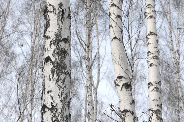 istock Young birch with black and white birch bark in spring 1303019230