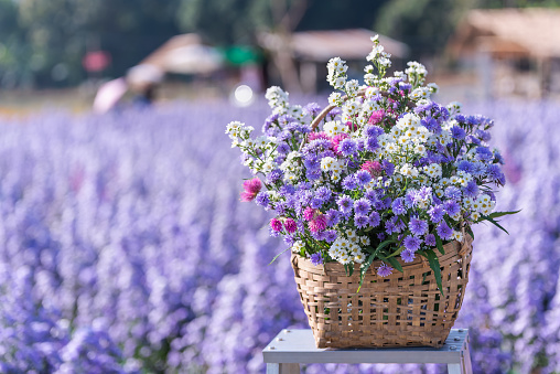 Flower wooden basket with bunch of beautiful and colorful flowers in flower garden.