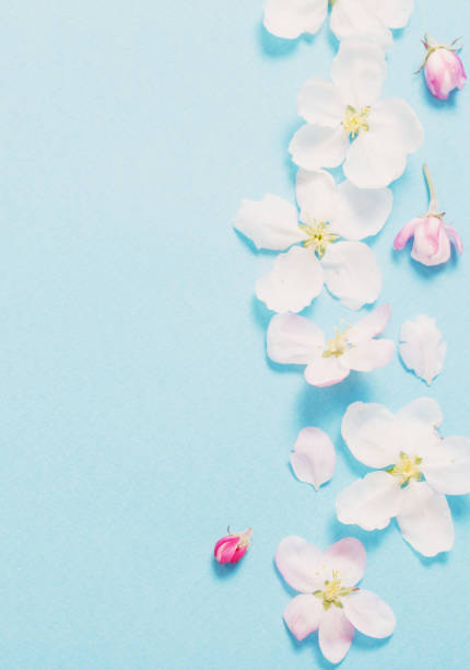 istock apple flowers on blue paper background 1303019378