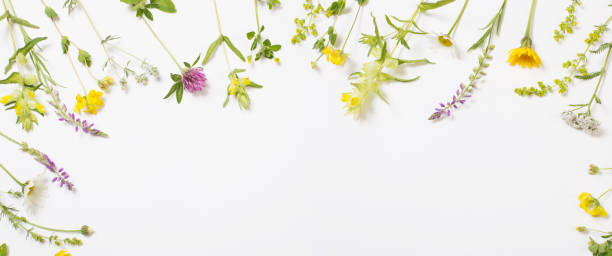 istock beautiful wild flowers on white background 1303019438
