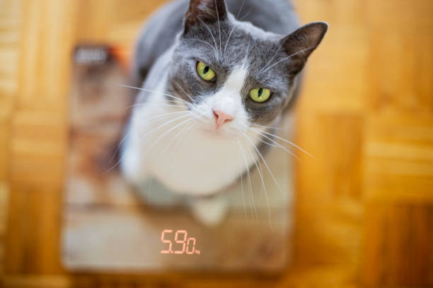istock Overweight cat on body weight scale 1303019673