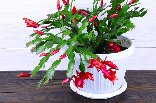 Schlumbergera in the flowerpot on a wooden background. House plant. Christmas cactus. House flower.