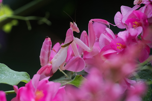 A pink orchid mantis is camouflaging between pink petal with dark background