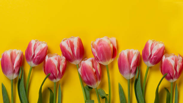 istock Spring banner pink tulips on yellow illuminating background. 1303020512