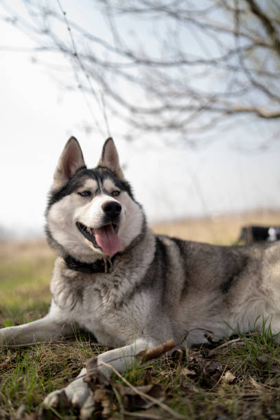 istock Grey and white Siberian Husky female is lying down in a field in a grass 1303021221