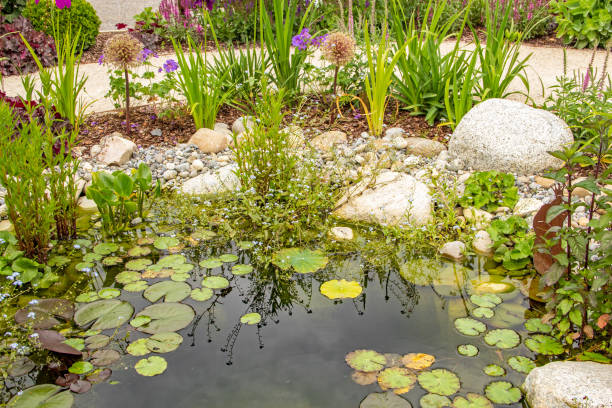 istock Beautiful water garden 1303021276