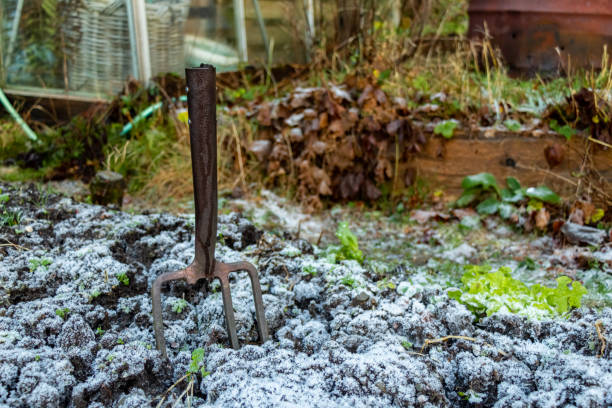 Broken garden fork stuck in frozen ground in a vegetable plot in winter stock photo