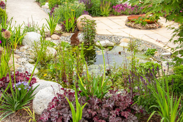 istock Beautiful water garden 1303021435