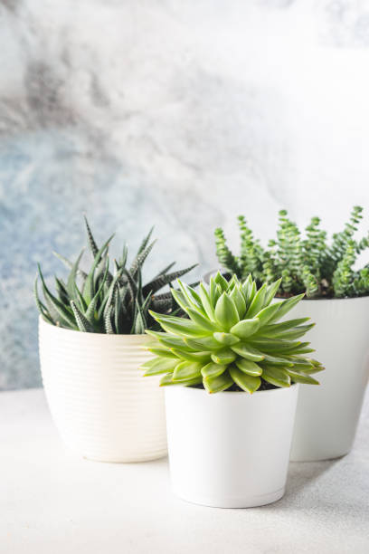 succulente in un vaso bianco - cactus green environment nature foto e immagini stock