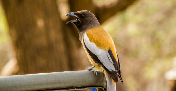 A rufous treepie sits on a beam