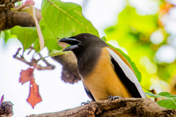 A rufous treepie sits on a beam