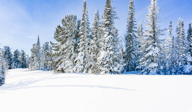 istock winter trees in the snow 1303022723