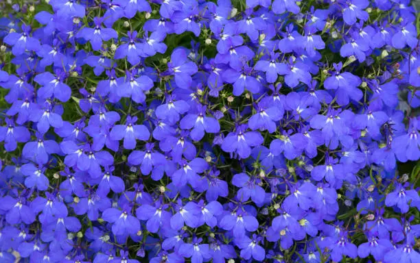 Lobelia. Blue tail Lobelia sapphire flowers or fringing Lobelia or Lobelia Erinus 'Sapphire'. Edging Lobelia."nFlowers as backgrounds.