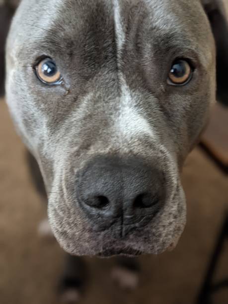 istock Pitbull with soulful eyes 1303027157