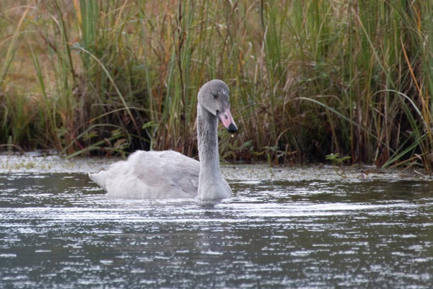 Young (baby) Trumpeter Swam floating close to parents