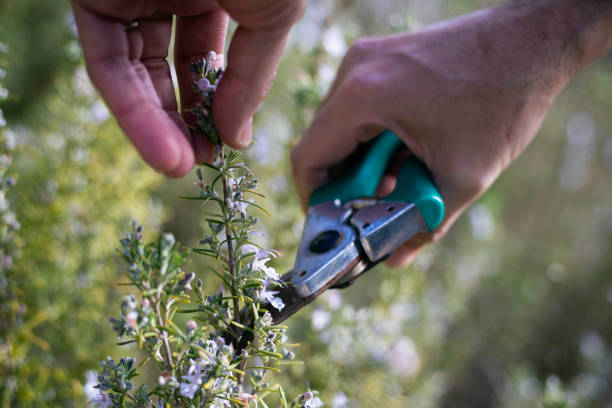 Male hands cut thyme twig with pruning shears stock photo