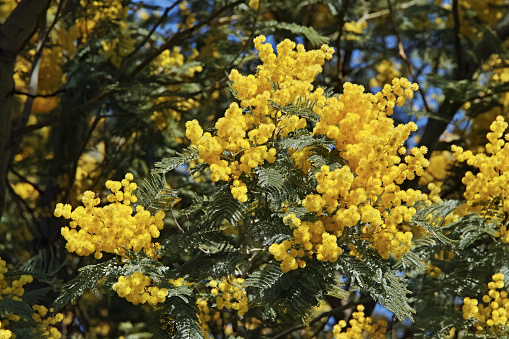 branch of silver wattle tree in bloom, leaves and flower heads