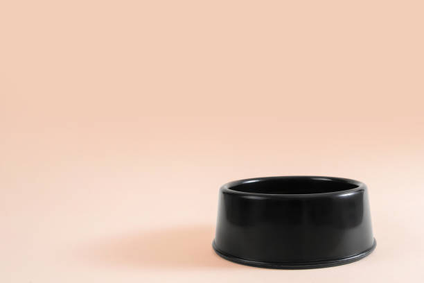 istock Dog empty plate on set sail champagne color. Mock up. Text space. 1303029788