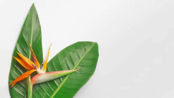 Bird of paradise flower, Strelitzia isolated on grey background. Exotic floral template. Text space