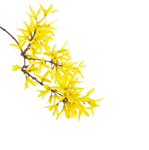 Branch with yellow flowers of Forsythia isolated on white background.