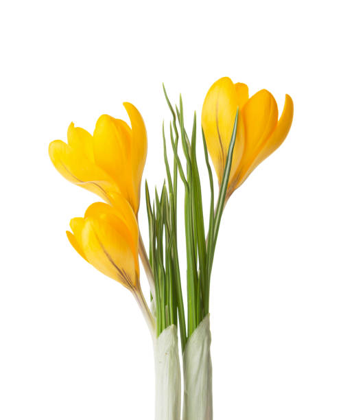 istock Three yellow Crocus flowers  isolated on white background. 1303030649
