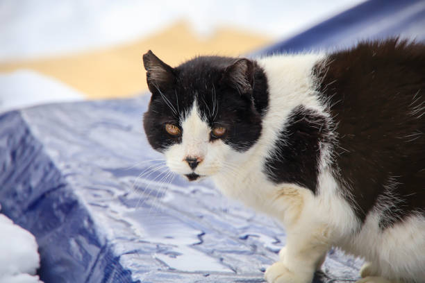 a picture of a Black and white cat on a blue tarp drinking water