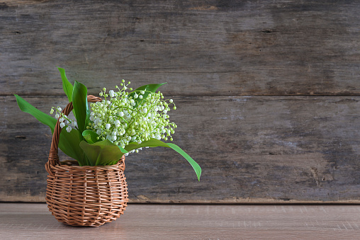 Bunch of lilies of the valley in wicker basket on old non paint wooden background. Space for text