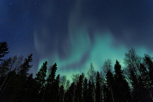 Northern lights over a forest in Oulu, Finland