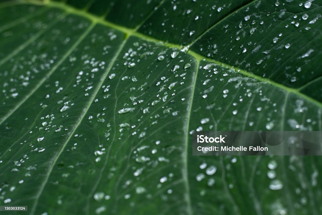 Rain on a leaf Beautiful drops of rain on a leaf in the middle of the jungle in Maui, Hawaii. Color Image Stock Photo