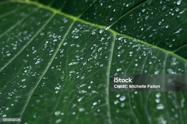 Rain On A Leaf Stock Photo - Download Image Now - Color Image, Drop, Hawaii Islands