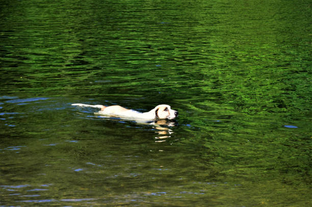 Rhodesian ridgeback dog swimming on the water in sea.