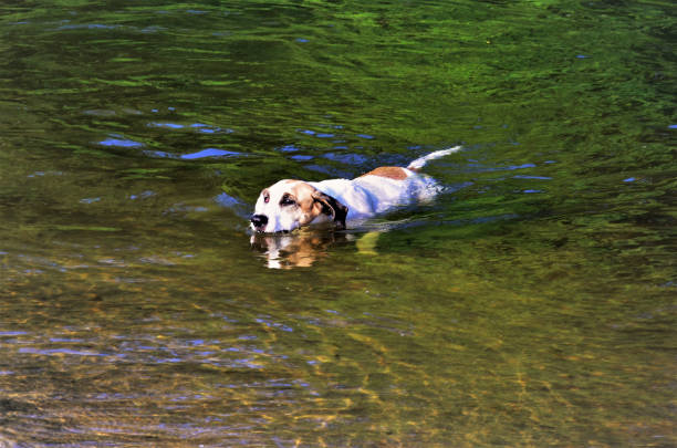 A viralata dog swimming quietly and refreshing itself in the Mococa River on the north coast of São Paulo