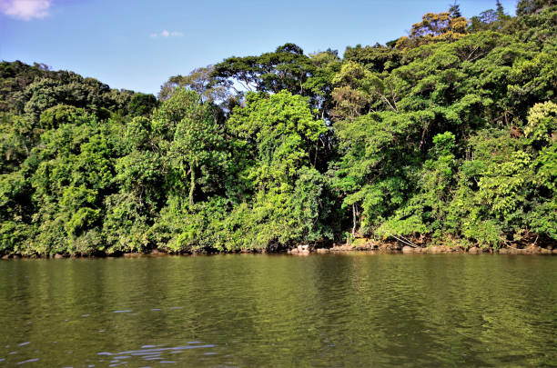 istock Tropical nature around the Mococa River 1303033267