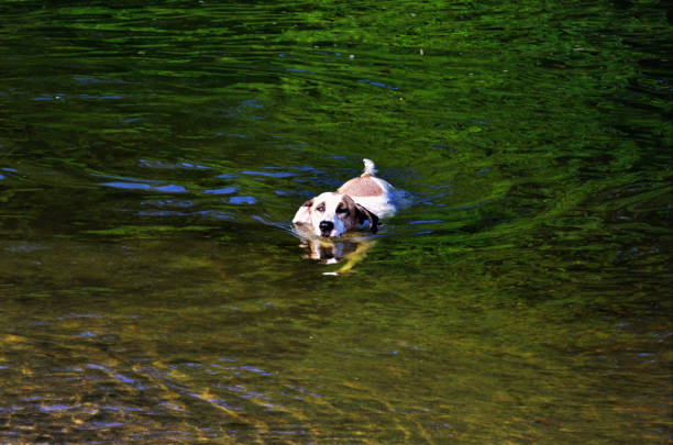 Young vizsla dog enjoying the cold water at Grunewald lake in spring time