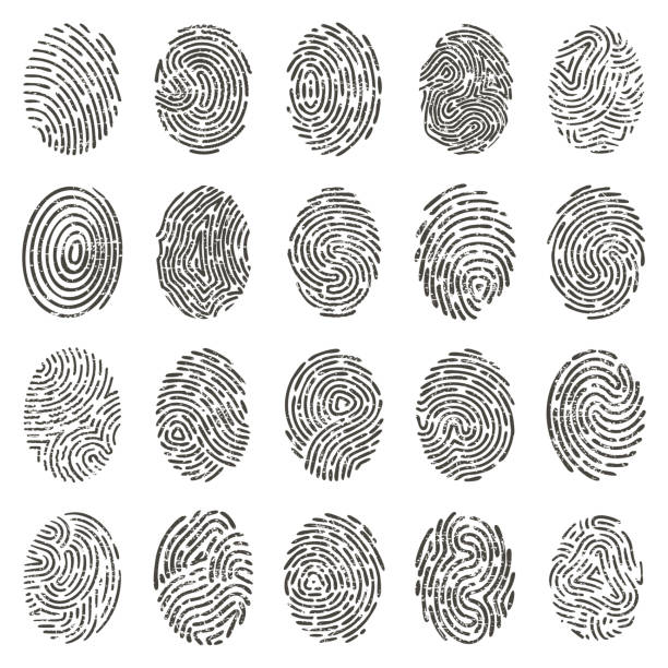 ilustrações, clipart, desenhos animados e ícones de impressões biométricas. impressões digitais individuais grunge humanas, linhas biométricas do polegar e marcas de mão. conjunto de ilustração vetorial de identificação de impressões digitais - thumbprint