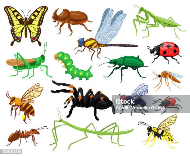  Ilustración de Insectos De Dibujos Animados Mariposa Escarabajo Araña Mariquita Y Oruga Insectos Entomológicos Forestales Salvajes