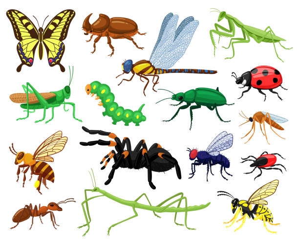 kreskówkowe owady. motyl, chrząszcz, pająk, biedronka i gąsienica, dzikie owady entomologiczne leśne. ładny przyrody przyrody owady wektor ilustracja zestaw - grasshopper stock illustrations