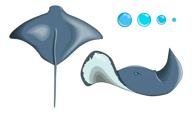 Vector illustration of Vector two stingrays in cartoon style in different angles: side and top.