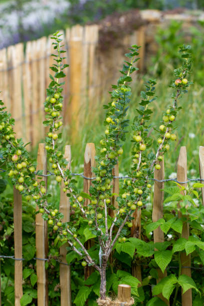 グリーングースベリー - gooseberry fruit growth green ストックフォトと画像