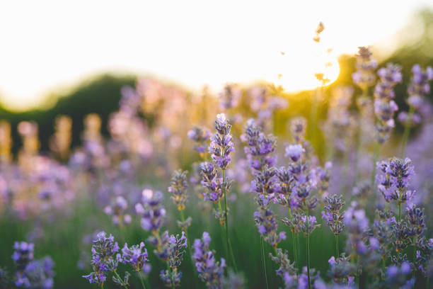 istock Purple flowers on a field at sunset 1303036154