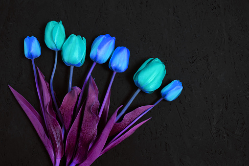 Tulips of fantastic blue, blue, turquoise flowers with purple foliage