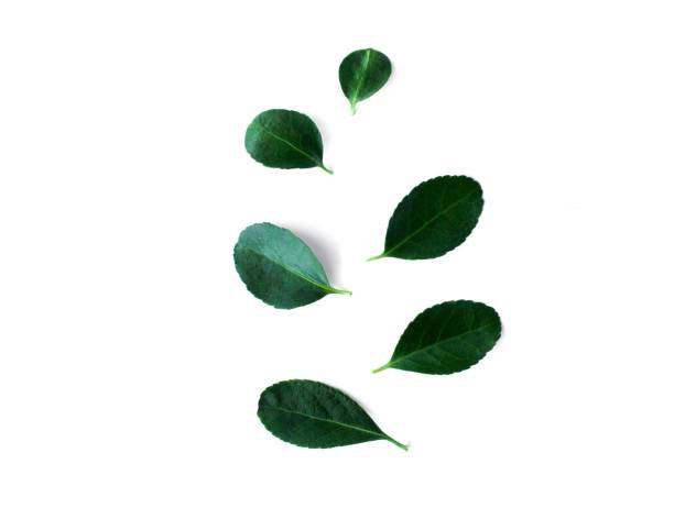 istock Green fresh leaves isolated on white background. 1303037735