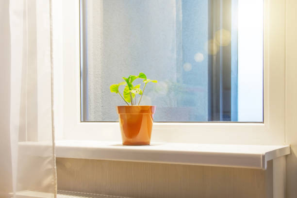istock Lonely houseplant on a windowsill in an apartment. 1303038554