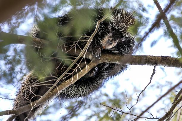 istock Wild Porcupine Perched in a tree 1303038658