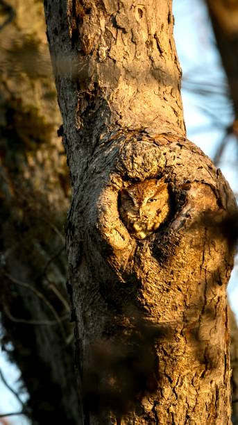 istock Eastern Screech Owl in a Tree Hole 1303038684