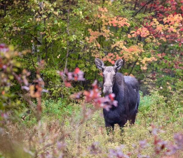 istock Female Moose In the Fall Foliage 1303038760