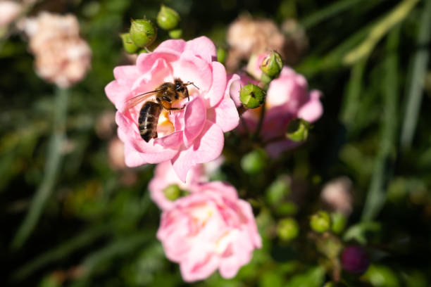 roses being dusted