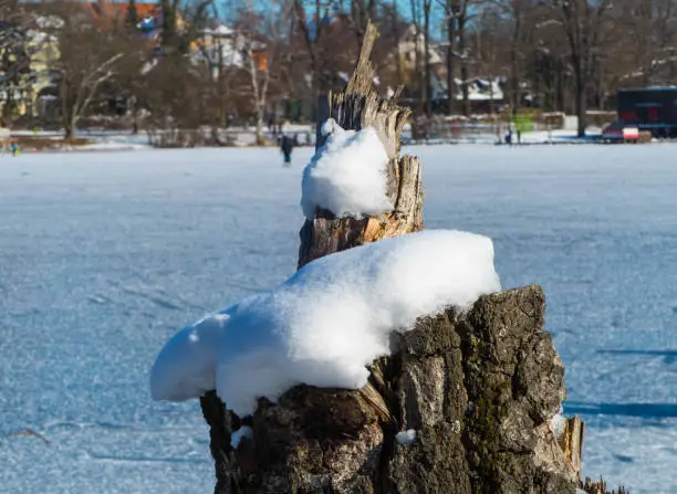 Photo of Tree Stump City Park Lake Nuremberg Winter