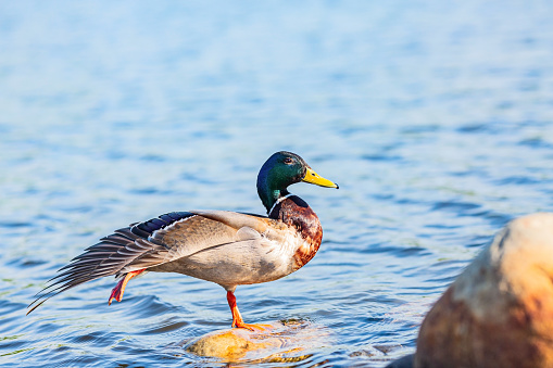 Side view of a male duck stretching its wings and leg staying in the Moscow river